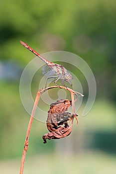 Sympetrum sanguineum