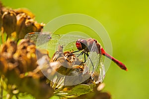 Sympetrum sanguineum Ruddy darter male dragonfly red colored body front view