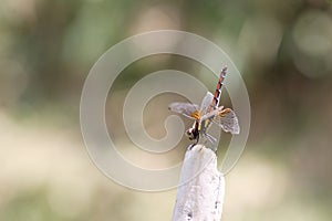 Sympetrum speciosum red dragonfly in Osaka, Japan