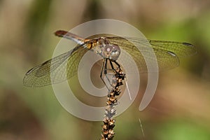 Sympetrum striolatum