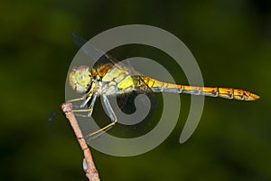 Sympetrum striolatum / Yellow Dragonfly