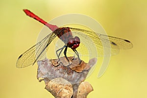 Sympetrum vulgatum,abundant European dragonfly