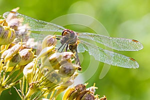 Sympetrum vulgatum Vagrant darter eating prey