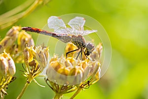 Sympetrum vulgatum Vagrant darter eating prey