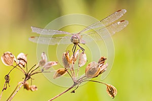 Sympetrum vulgatum, vagrant darter or moustached darter front view