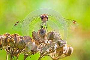 Sympetrum vulgatum, vagrant darter or moustached darter front view