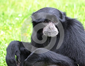 Symphalangus Syndactylus Or Siamang