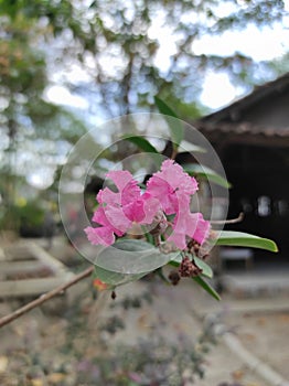 A Symphony of Blossoms: Capturing the Graceful Dance of Crepe-Myrtle photo