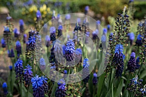 A symphony in blues and purples, Muscari latifolium shades from tips that are the blue of a summer sky to a rich purple-blue at