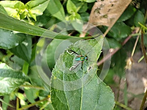 A Symphony of Colors long legged fly Chrysosoma Vittatum Gracefully Perched on a Bed of Leaves