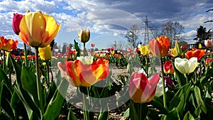Symphony of colors, Tulips in bloom