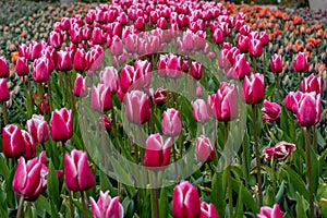 A Symphony of Eastern Star Tulips: Endless Fields of Tulipa agenensis (Eastern Star Tulips