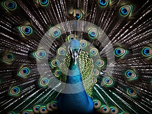 A Symphony of Feathers: Peacock Displaying Its Splendor