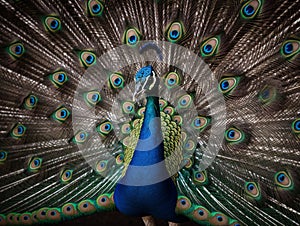 A Symphony of Feathers: Peacock Displaying Its Splendor