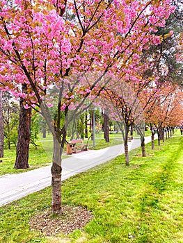 A Symphony of Spring: Breathtaking Sakura Trees in Full Pink Bloom at a Serene Park