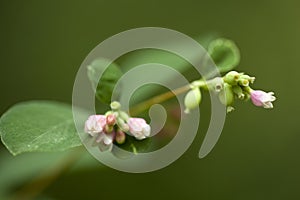 Symphoricarpos