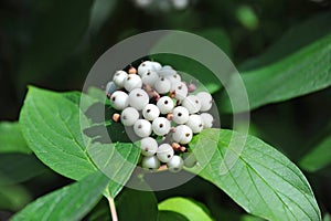 Symphoricarpos albus Blake snowberry