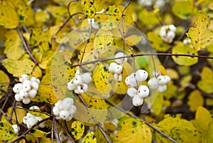 Symphoricarpos albus (Common snowberry) photo