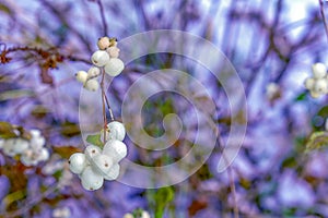 Symphoricarpos albus Common Snowberry plant with white berries