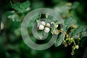 Symphoricarpos albus Common Snowberry plant with white berries. Caprifoliaceae or honeysuckle family.