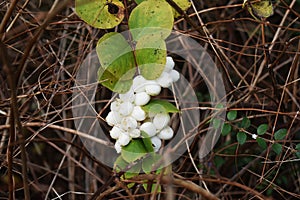 Symphoricarpos albus plant with white berries.