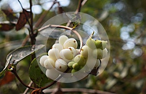 Symphoricarpos albus plant with white berries.