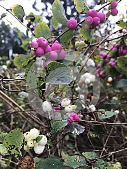 Symphoricarpos albus plant with white and pink berries.