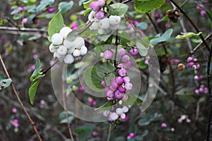 Symphoricarpos albus plant with white and pink berries.