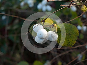 Symphoricarpos albus, snowberry white berries shrub background a