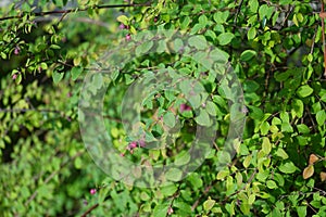 Symphoricarpos chenaultii \'Hancock\' with flowers and fruits grows in September. Berlin, Germany