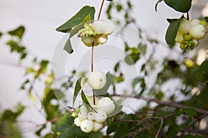 Symphoricarpos. Shrub with decorative white berries.