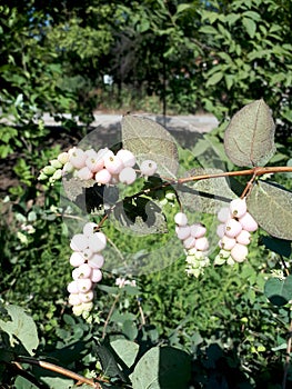 Symphoricarpos. Snowberry, or snowberry, or snow berry, or wolf berry is a genus of deciduous shrubs, the family of Honeysuckle.
