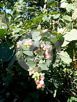 Symphoricarpos. Snowberry, or snowberry, or snow berry, or wolf berry is a genus of deciduous shrubs, the family of Honeysuckle.