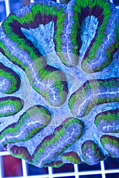 Symphyllia brain coral