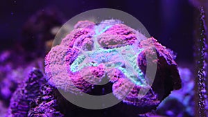 Symphyllia Brain LPS Coral feeding in Time lapse video
