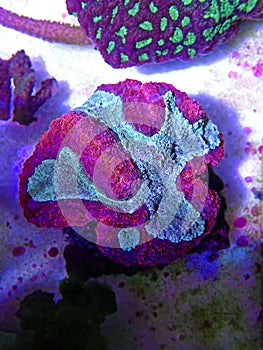 Symphyllia Brain LPS Coral - (Symphyllia agaricia)