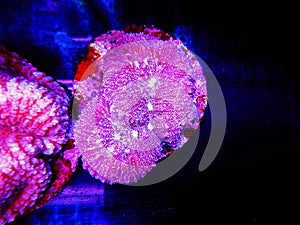 Symphyllia Brain LPS Coral - (Symphyllia agaricia)