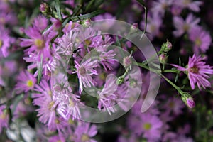 Symphyotrichum The American Aster