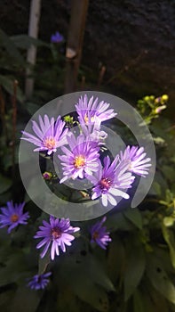 Symphyotrichum cordifolium (Blue Wood Aster)