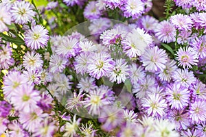 Symphyotrichum cordifolium, commonly known as the common blue aster. blue wood-aster and blue-purple wood asters It is a