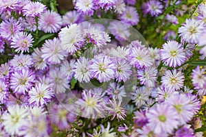 Symphyotrichum cordifolium, commonly known as the common blue aster. blue wood-aster and blue-purple wood asters It is a