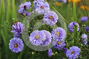 Symphyotrichum dumosum. Buds and flowers of Michaelmas daisies in garden.