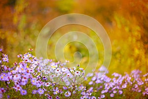 Symphyotrichum dumosum, rice button aster, Aster alpinus or Alpine aster purple or lilac flower