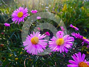 Symphyotrichum dumosum, woods violet aster on bloom. Autumn flower.