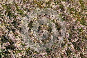 Symphyotrichum ericoides