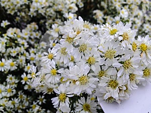 Symphyotrichum ericoides for decoration in wedding as a background.