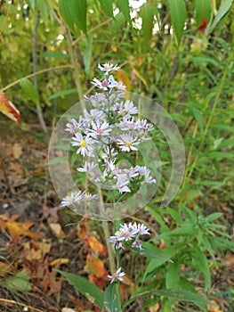 Symphyotrichum laeve Flowers photo