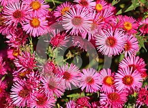 Symphyotrichum novae-angliae