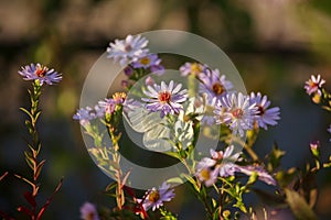 Symphyotrichum novae-angliae Flowers on Sunset