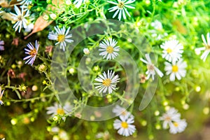 Symphyotrichum novae angliae, New England Aster